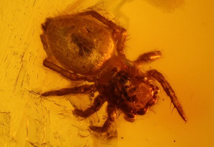 mm Fossil Spider (Araneae) In Baltic Amber #123372